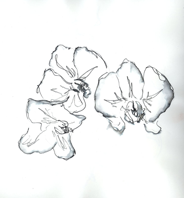 Orchid Line Drawing